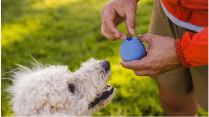 כדור- עמיד בצבעים לכלבים ראופוור