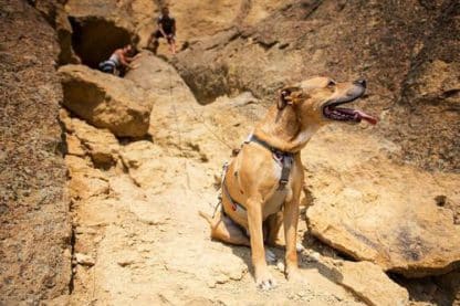 ראפוור -רתמת בטיחות מחוזקת לכלבים