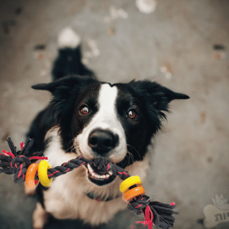רצועת חבל קשר- לכלבים עם טבעות משחק
