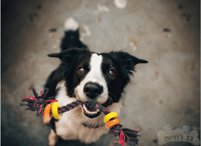 רצועת חבל קשר- לכלבים עם טבעות משחק