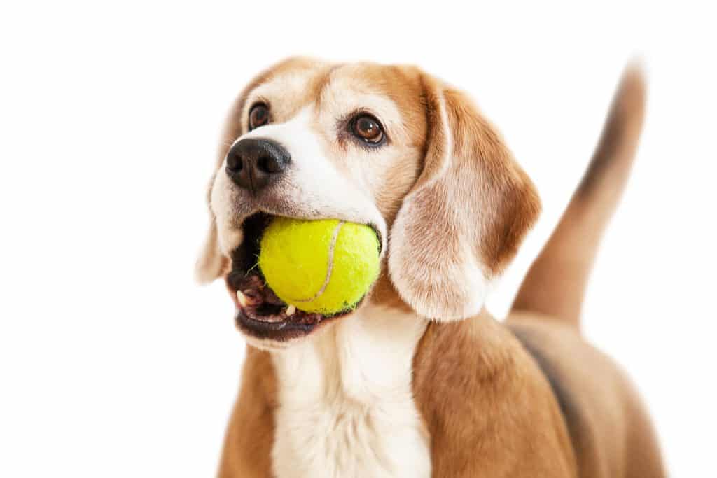 כדור טניס לכלבים