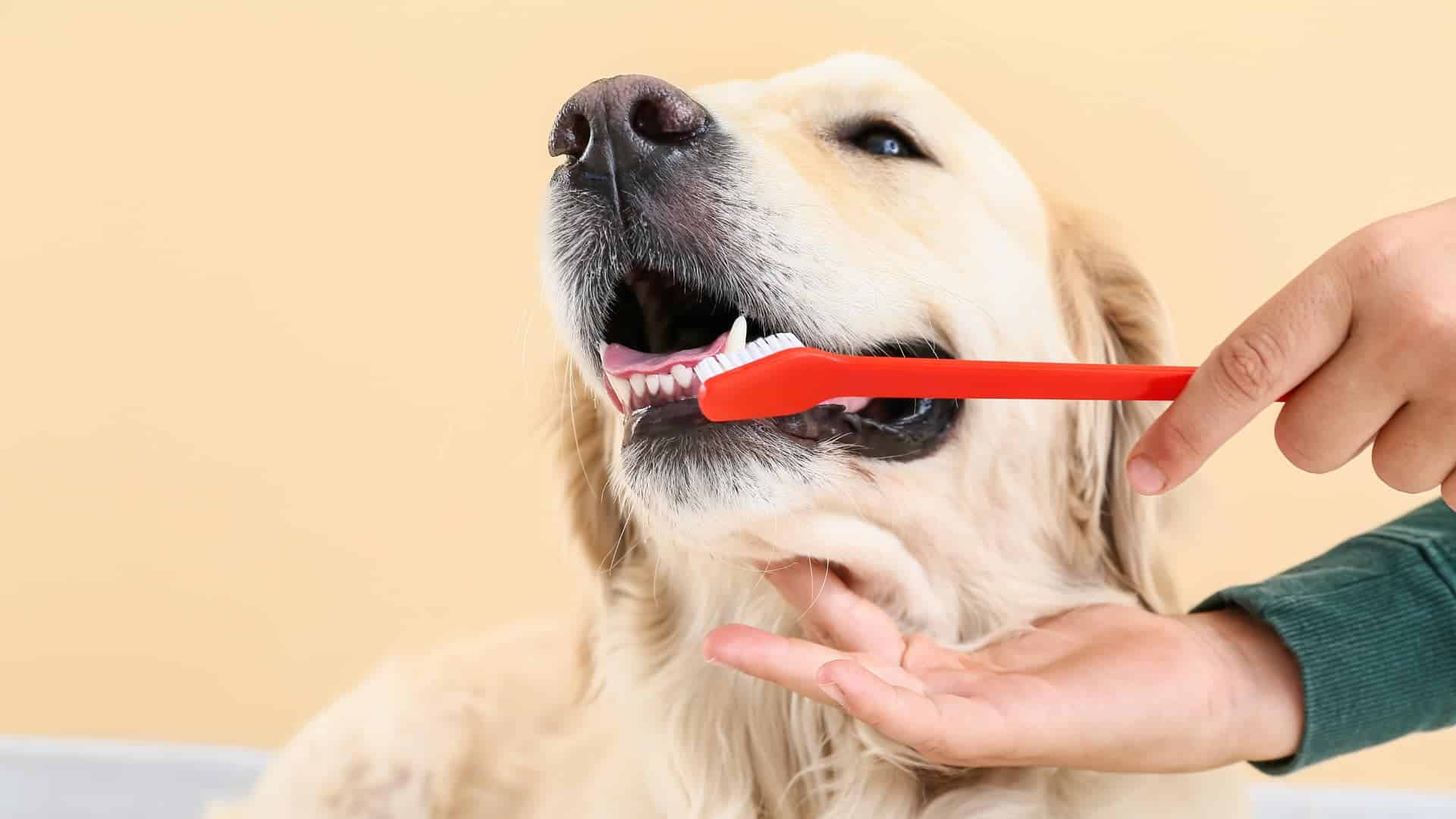 צחצוח שיניים כלבים