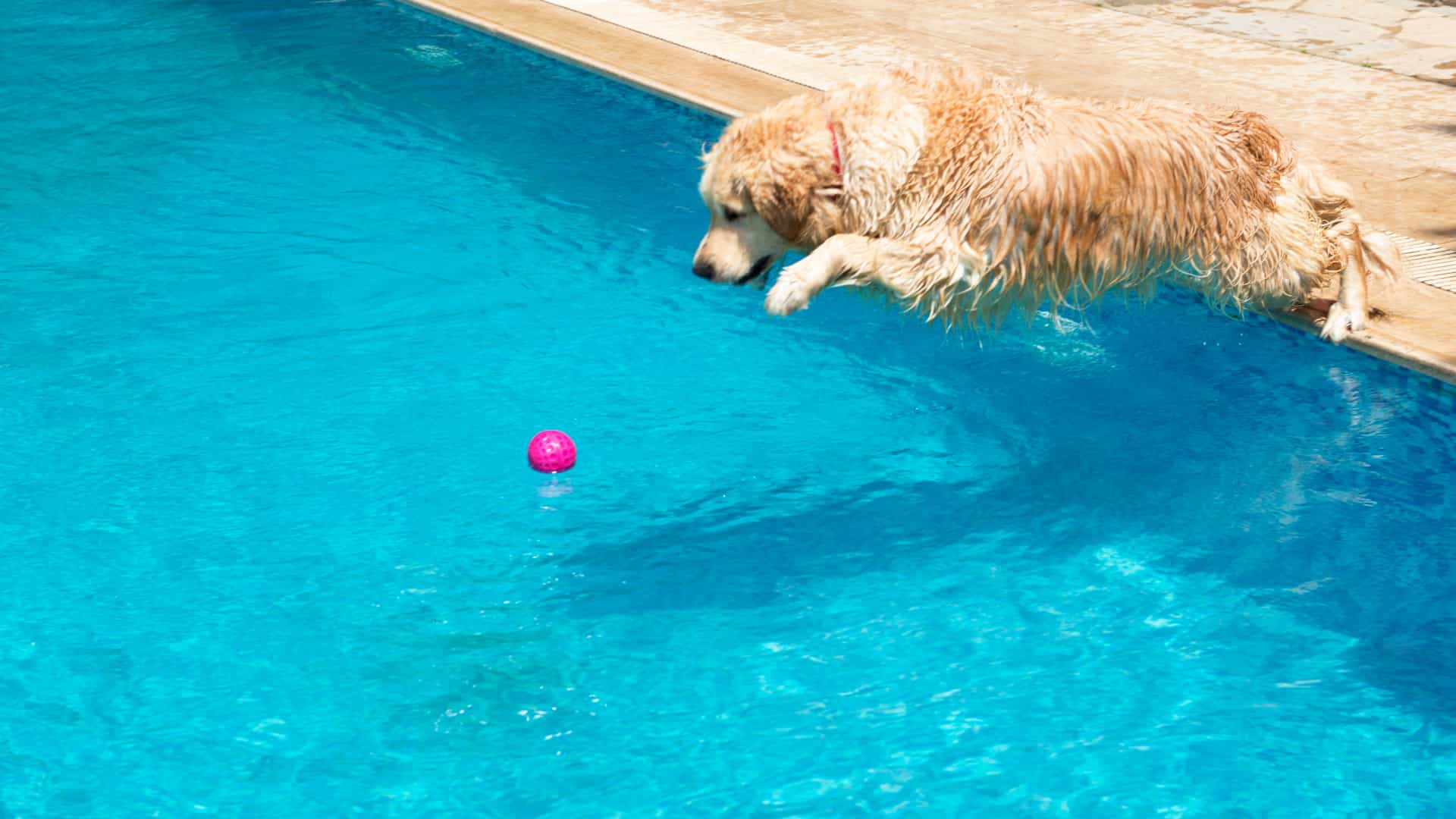 כלב קופץ לבריכה