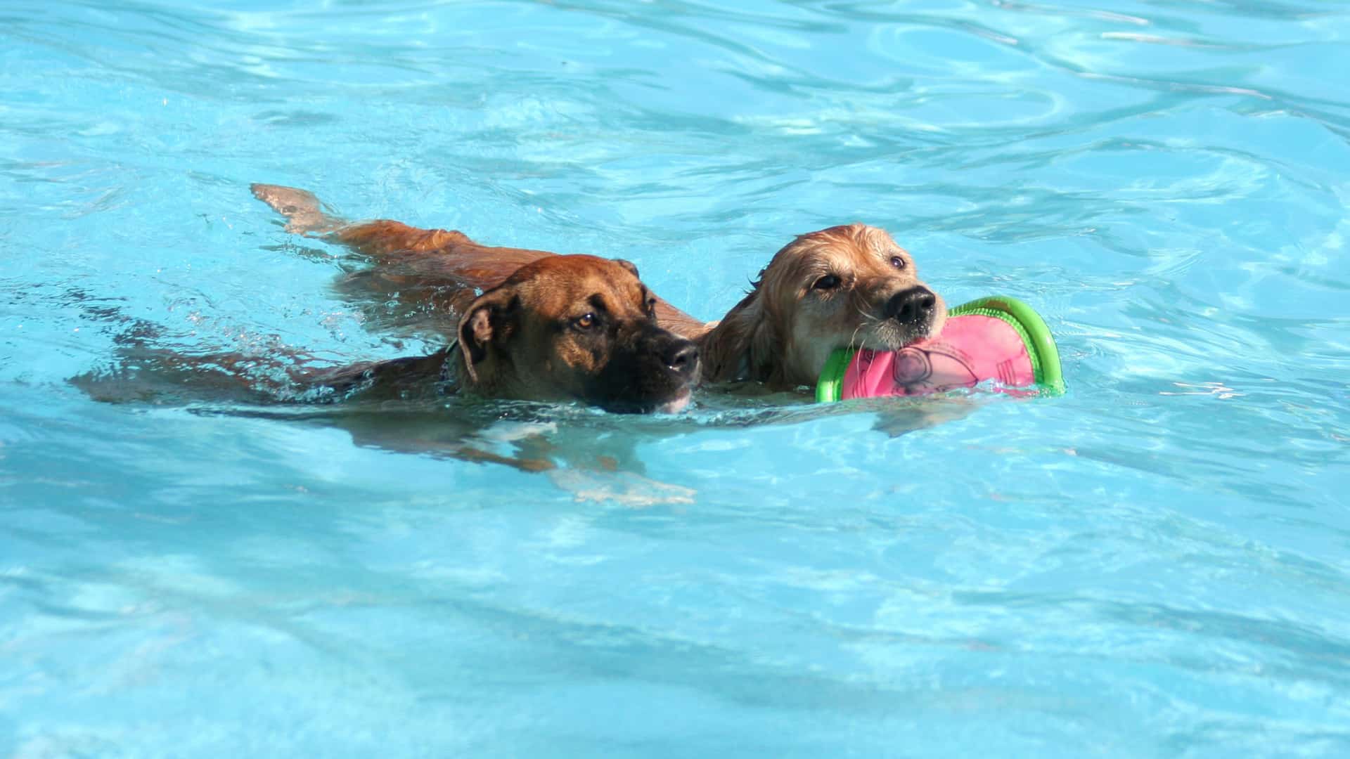 כלבים בבריכה