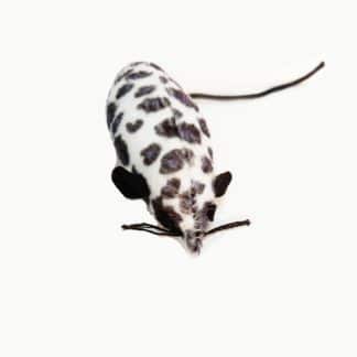 עכבר משחק לחתול שחור לבן פטקס