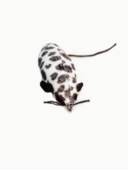 עכבר משחק לחתול שחור לבן פטקס