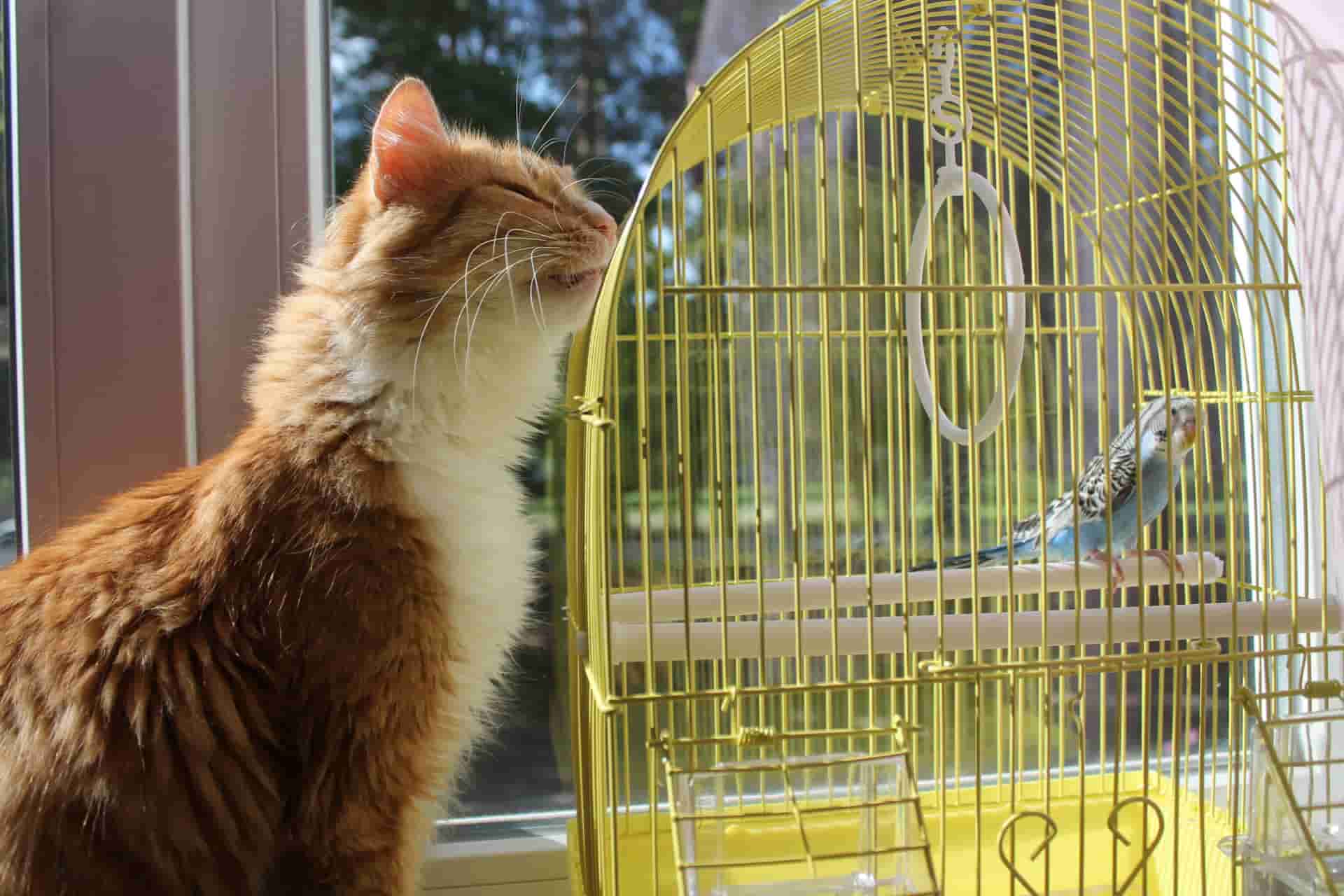 חתול ליד כלוב של ציפור