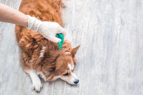 טיפול בפרעושים אצל כלבים