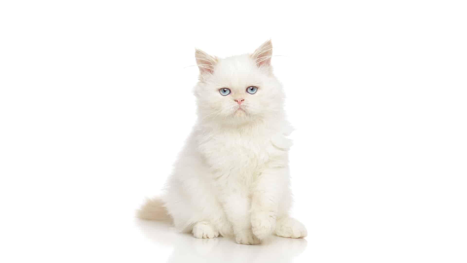 חתול פרסי