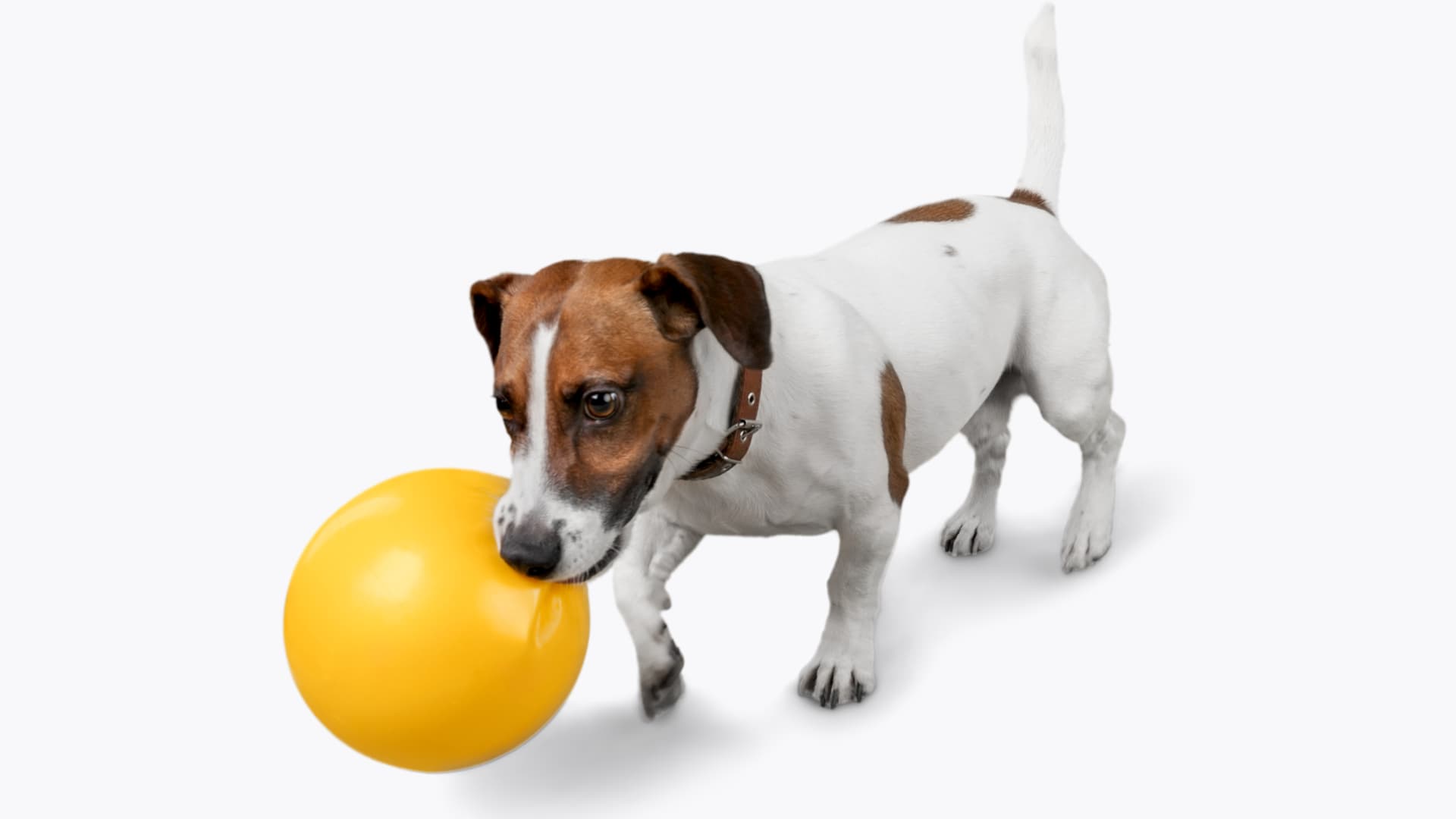 כלב ג'ק ראסל עם כדור
