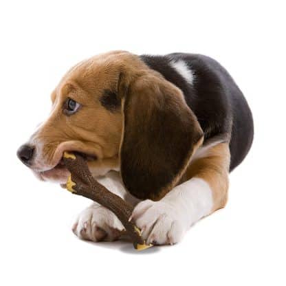 עצם -לעיסה -בטעם מייפל בייקון בינונית לכלבים ניילבון