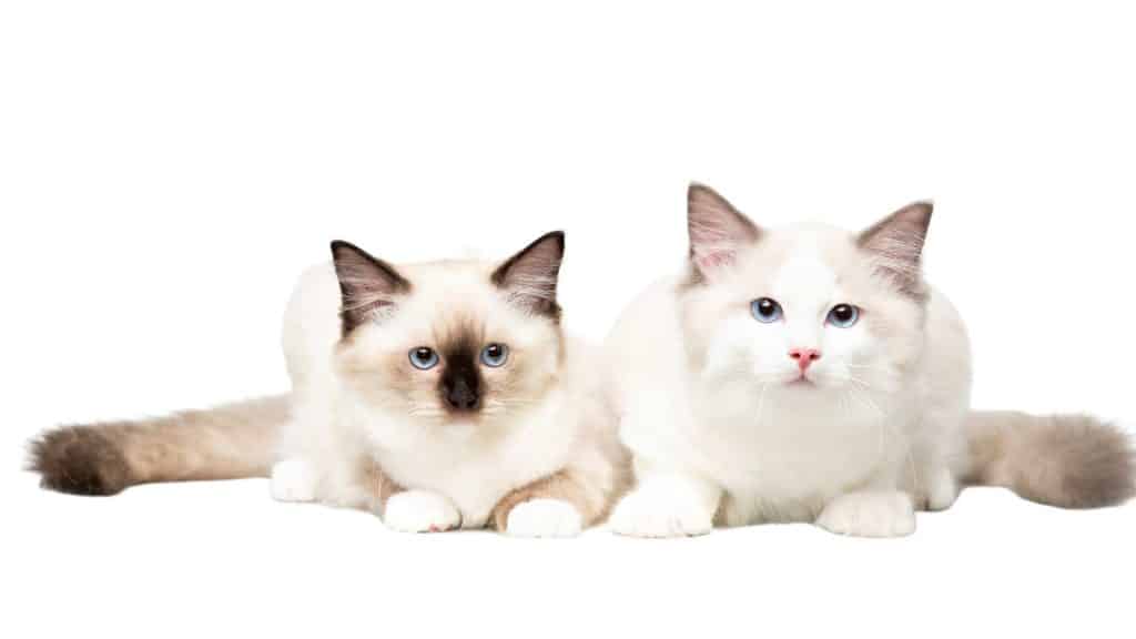 שני חתולי רגדול