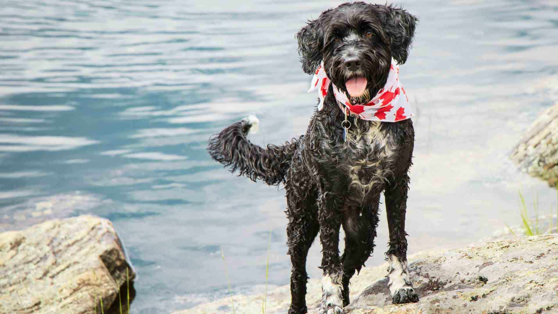 כלב מים פורטוגזי