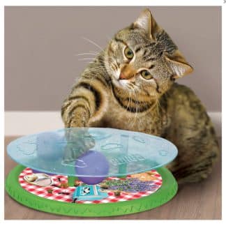 קונג -משחק פיקניק לחתול