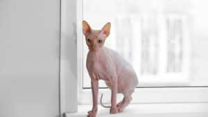 חתולים ללא שיער - מדריך טיפול