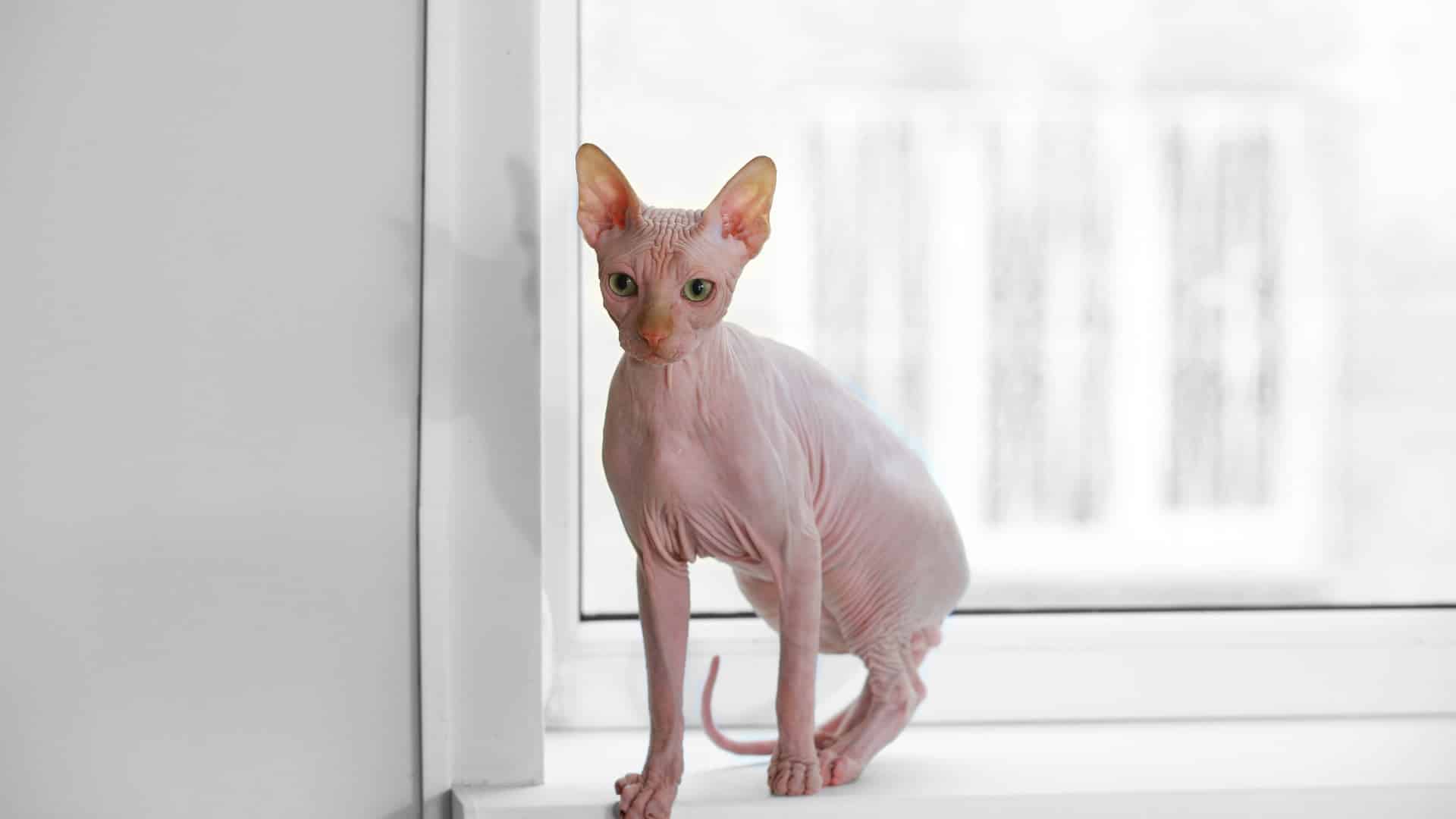חתולים ללא שיער - מדריך טיפול