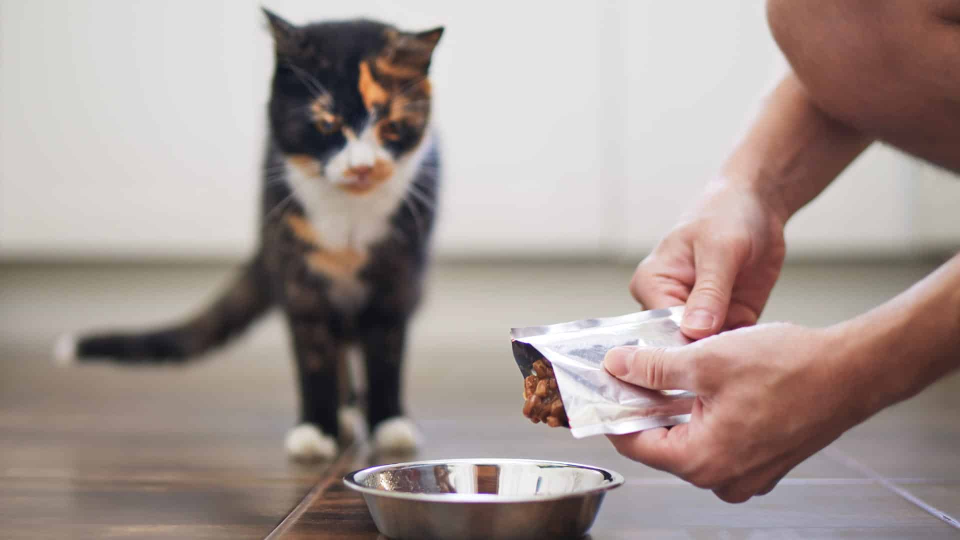רעב תמידי אצל חתולים