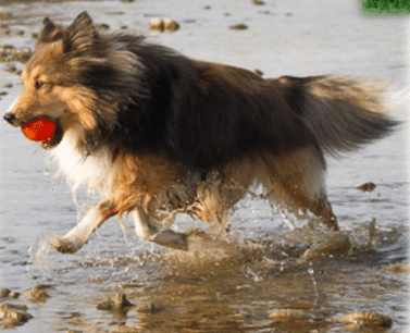 ביוניק- כדור משחק לכלב